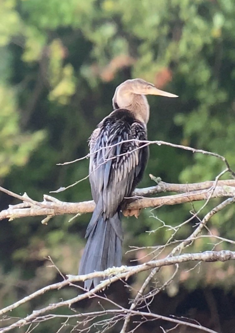 anhinga americká - ML624026831