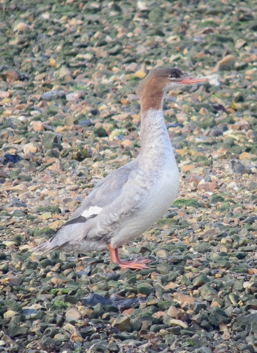 Common Merganser - ML624026836