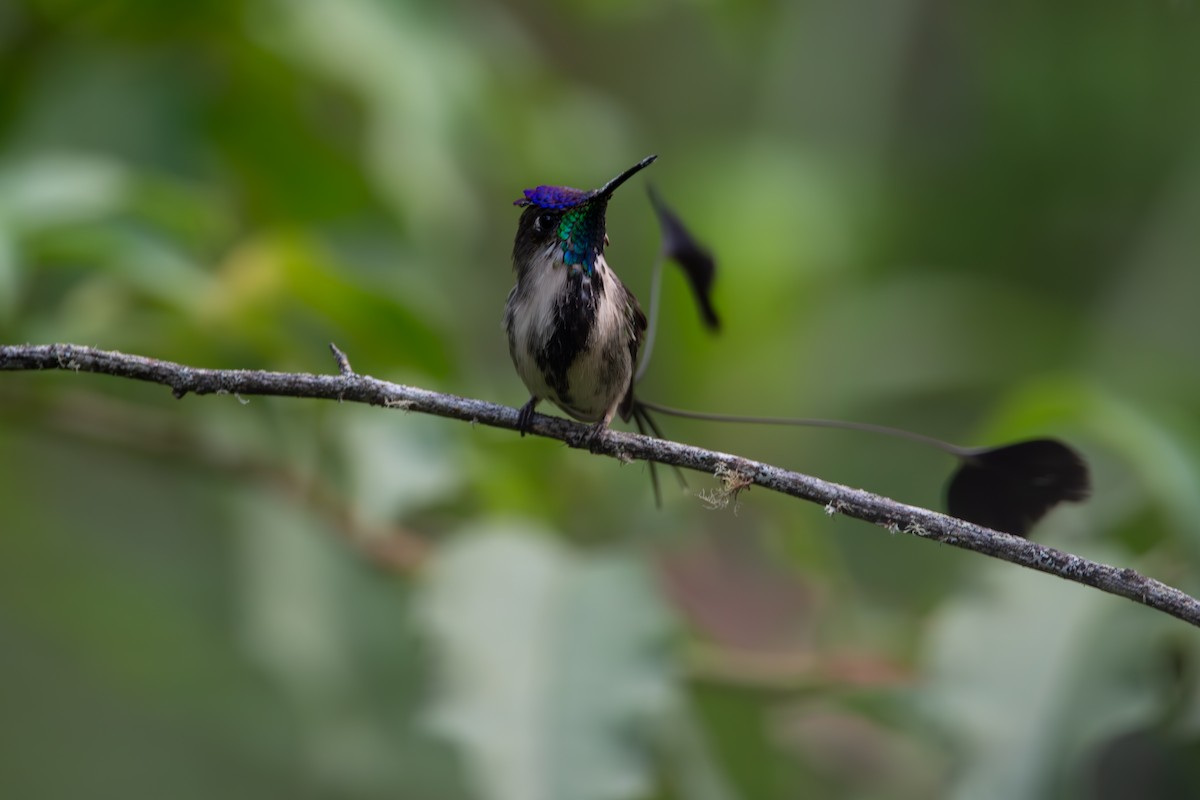 Marvelous Spatuletail - ML624026840