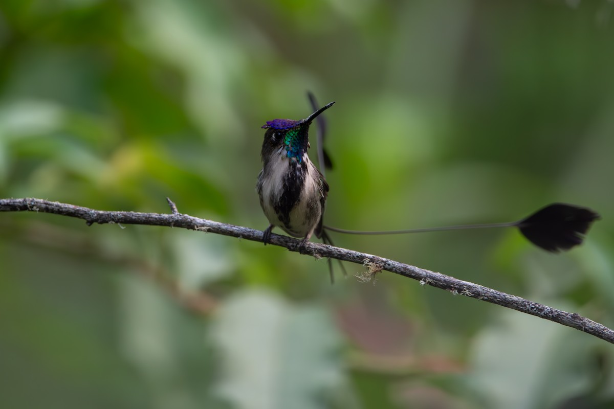 Marvelous Spatuletail - Isaac Smith