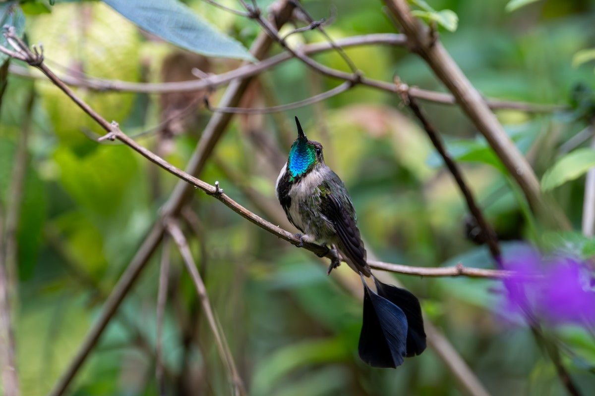 Marvelous Spatuletail - Isaac Smith