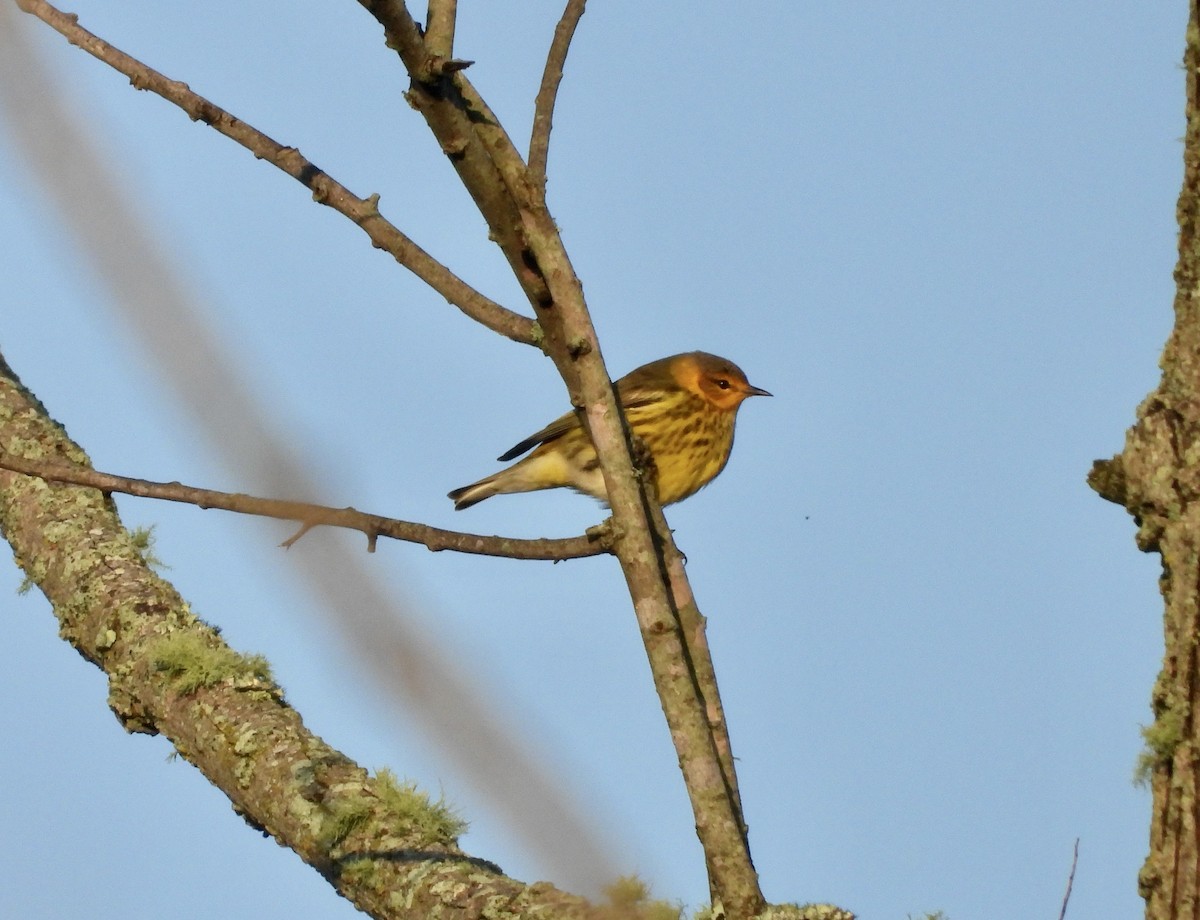 Cape May Warbler - ML624026843