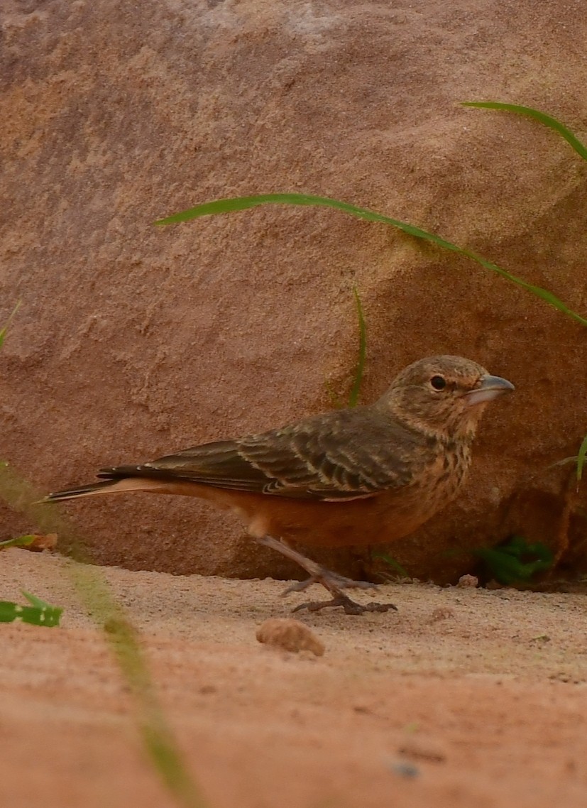 Rufous-tailed Lark - Zarine Singh