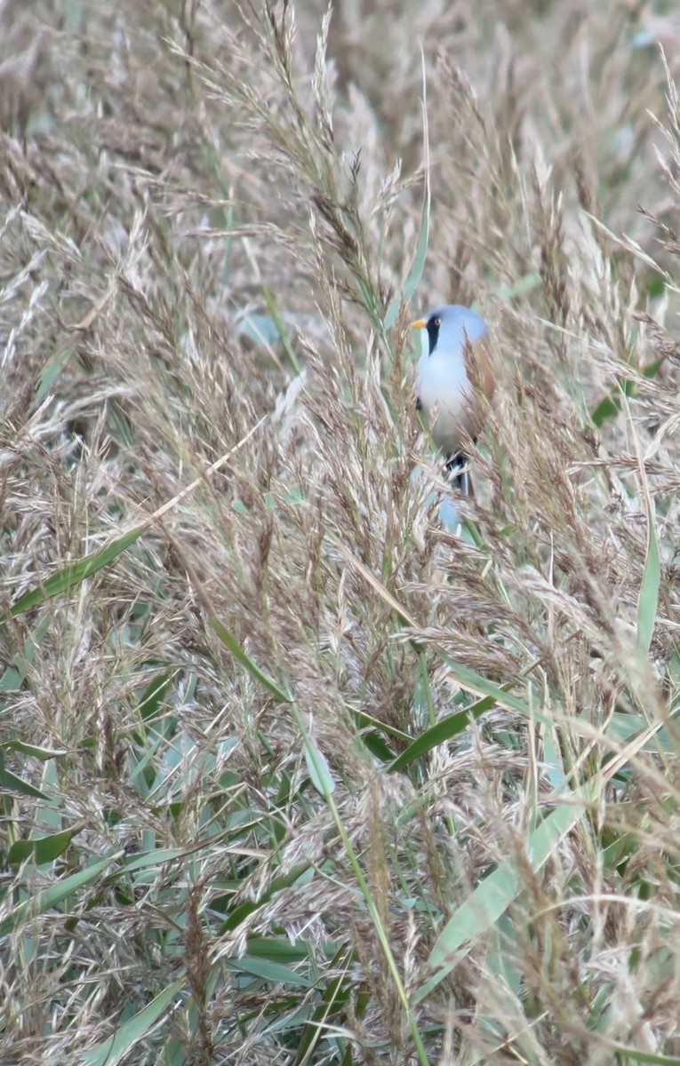 Bearded Reedling - ML624026856