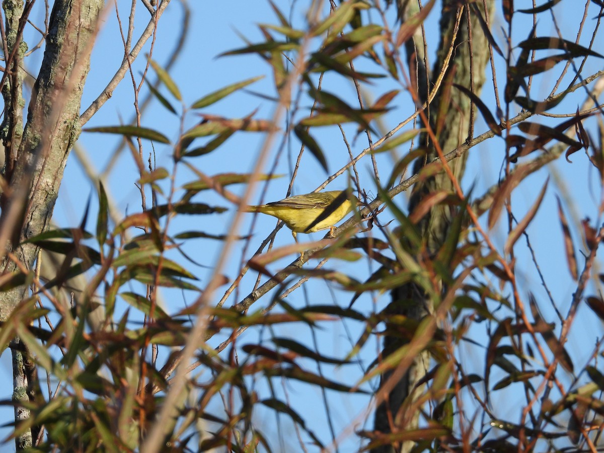 סבכון צהוב - ML624026860