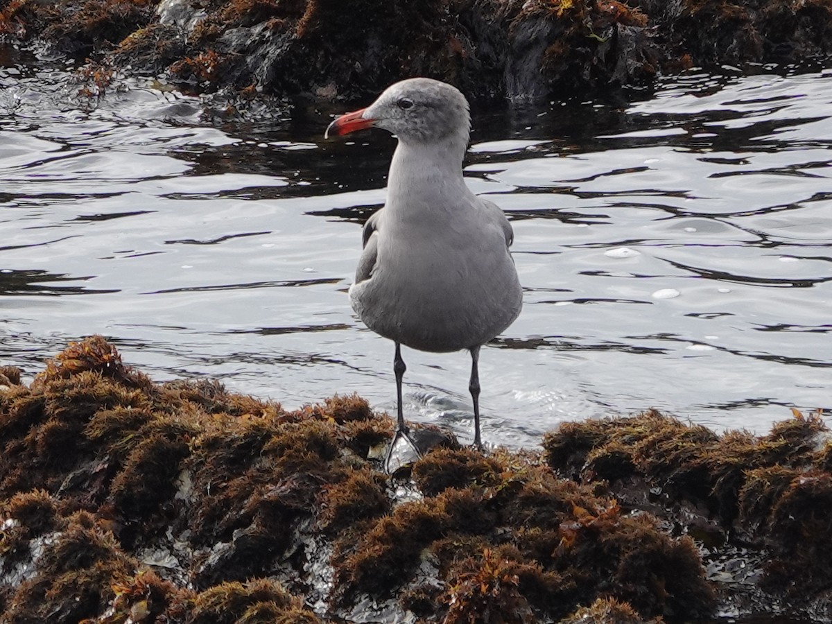 Heermann's Gull - ML624026861