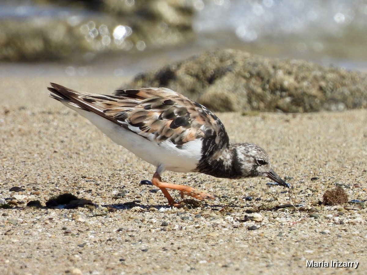 Ruddy Turnstone - ML624026868