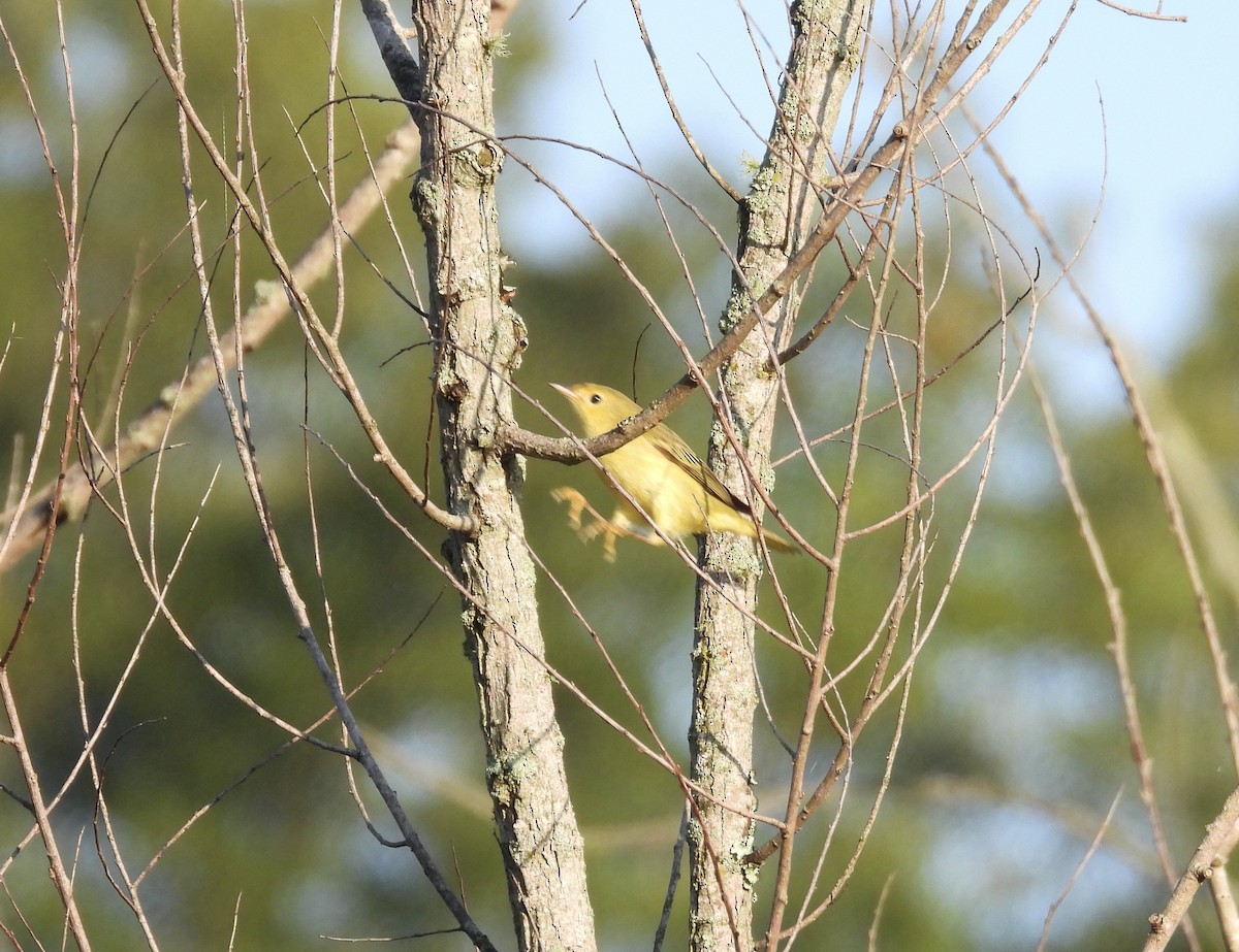 Yellow Warbler - ML624026871