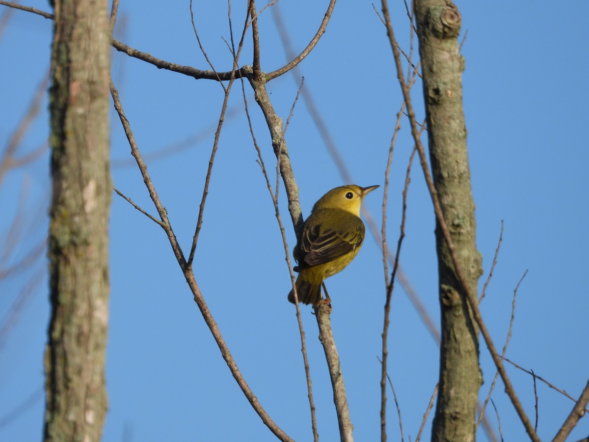 Yellow Warbler - ML624026876