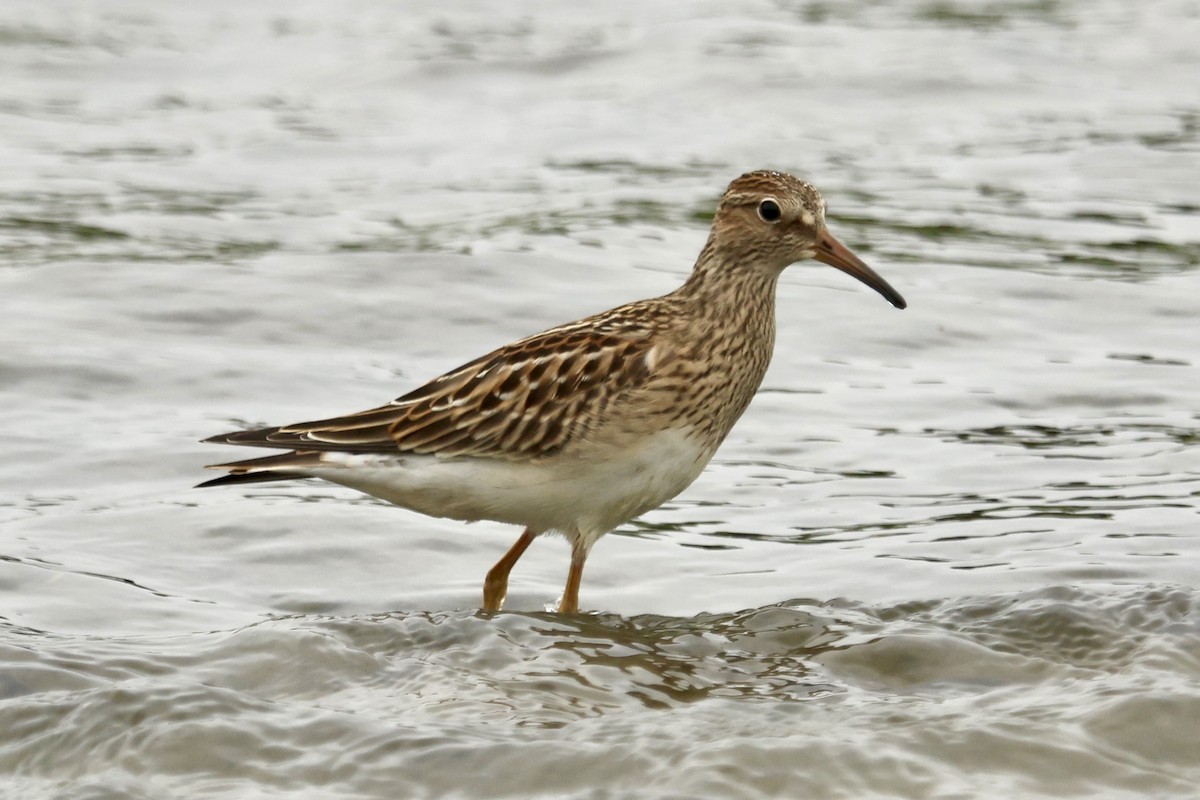 Pectoral Sandpiper - Daniel Tinoco