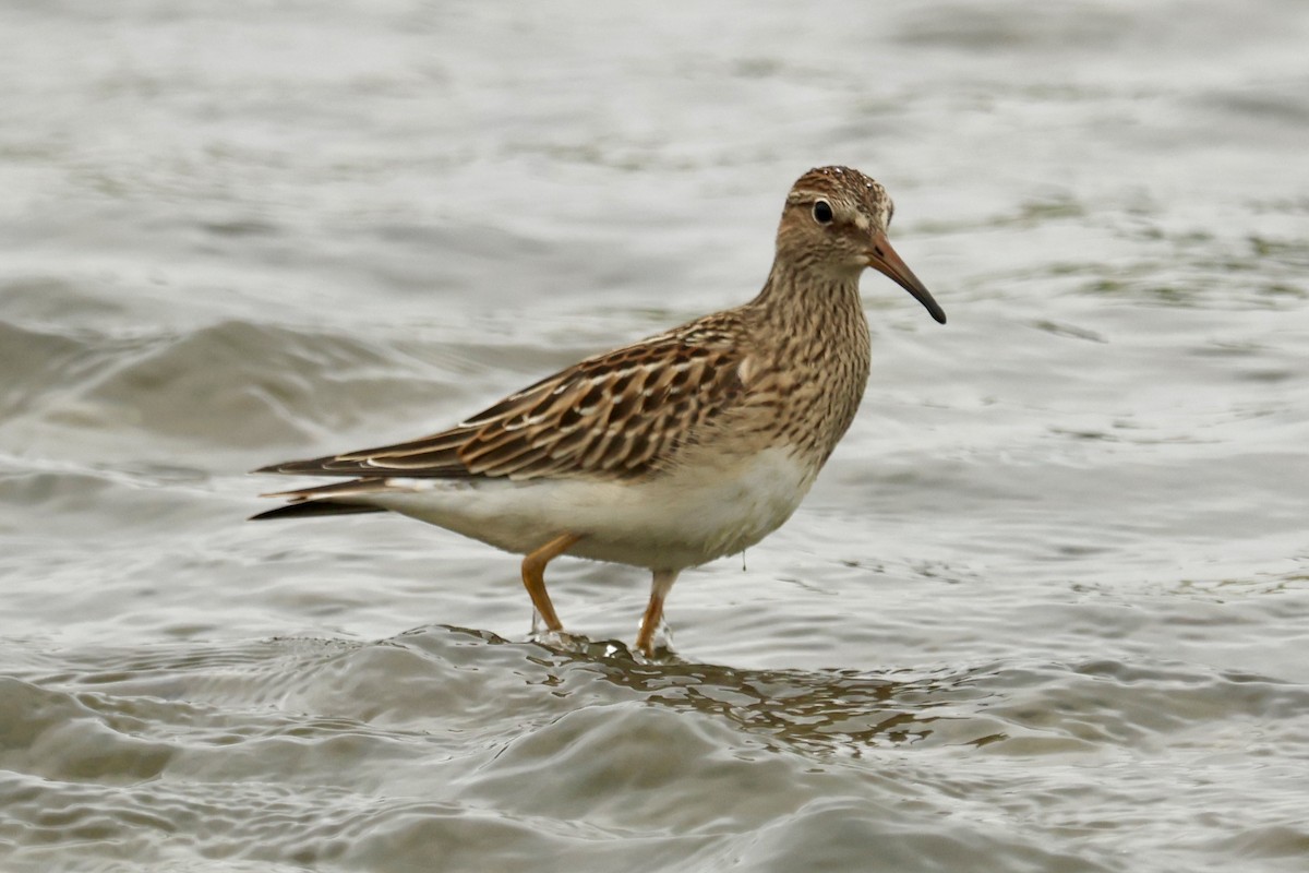 Pectoral Sandpiper - ML624026878