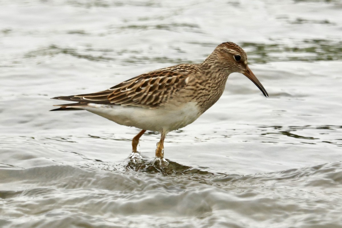 Pectoral Sandpiper - ML624026880