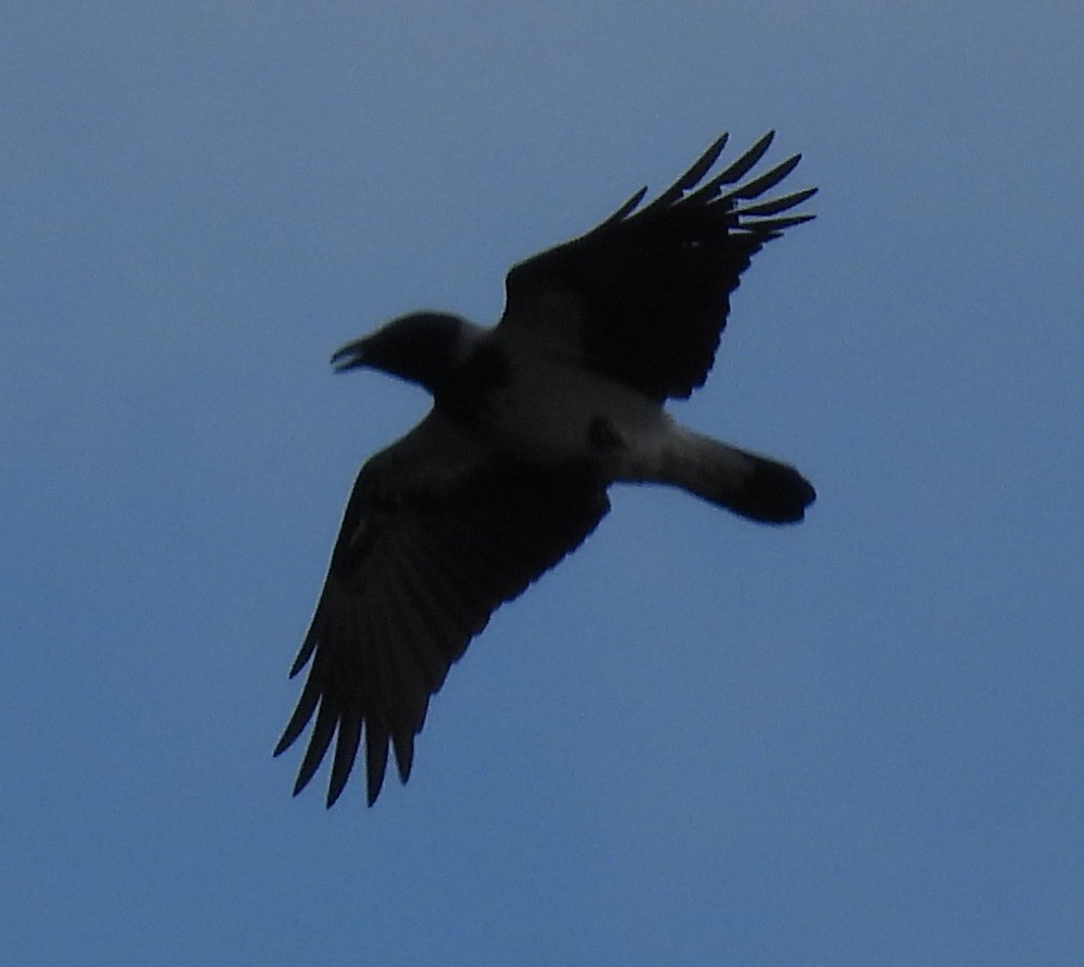 Hooded Crow - ML624026883