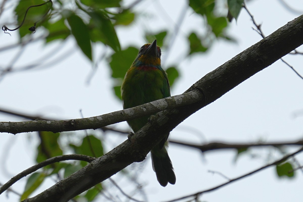 Taiwan Barbet - ML624026887