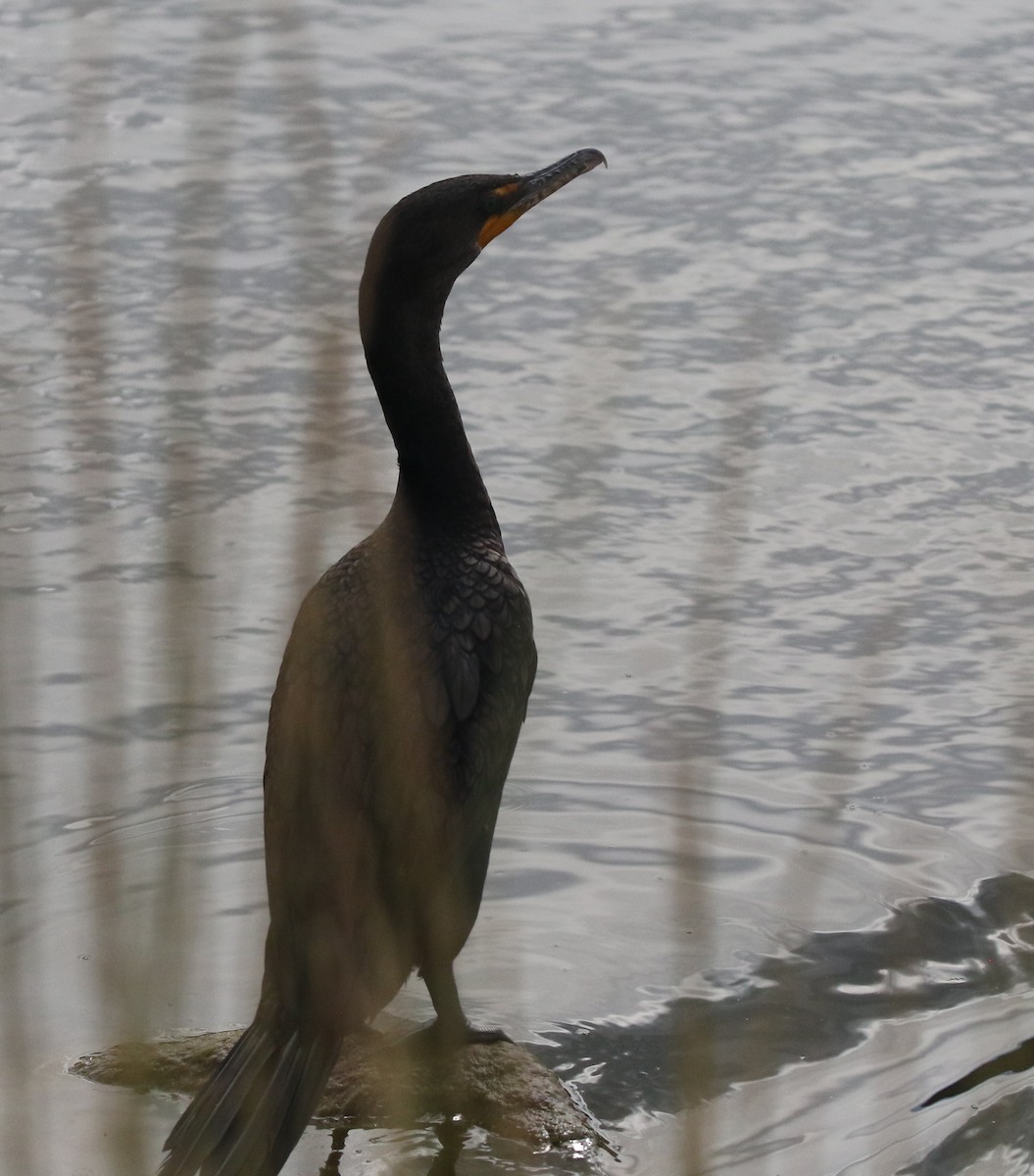 Double-crested Cormorant - ML624026888