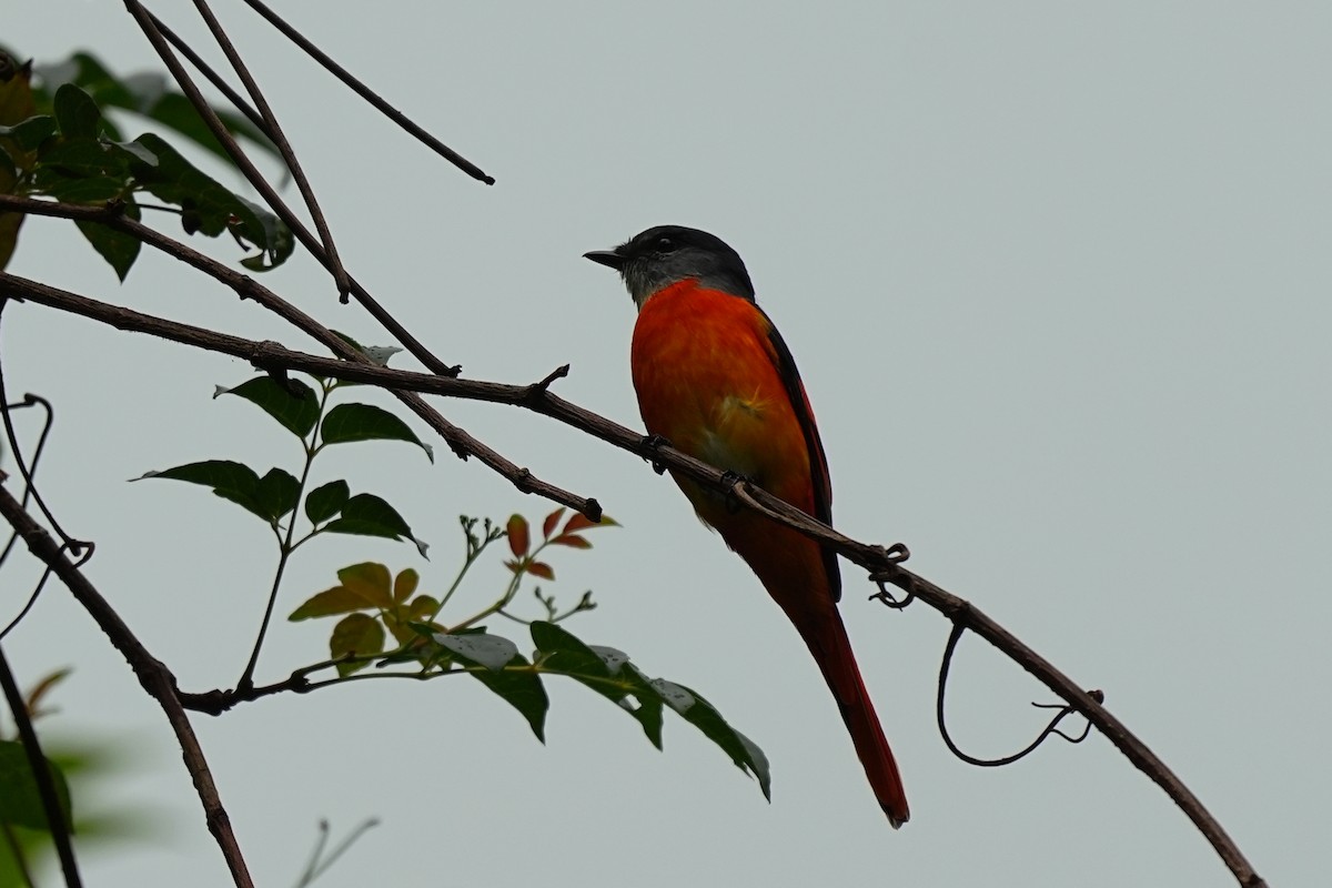 Gray-chinned Minivet - JingZu Tu