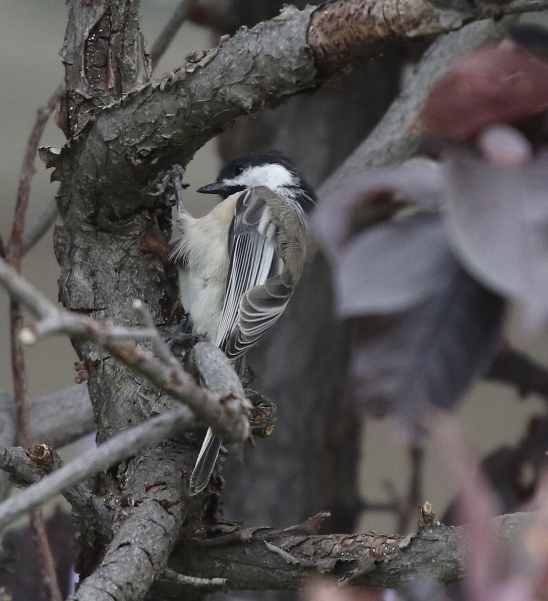 Black-capped Chickadee - ML624026892