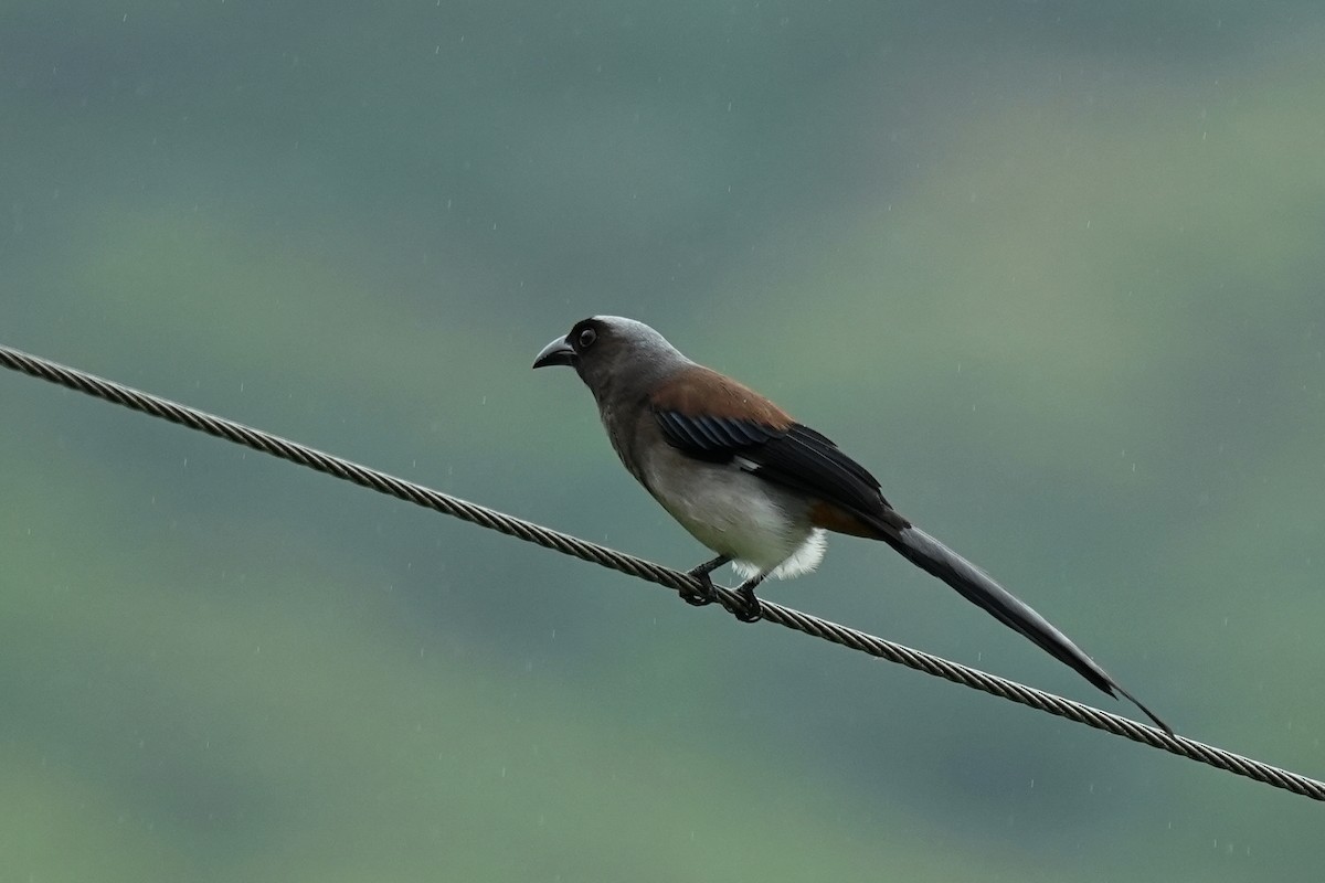 Gray Treepie - ML624026895