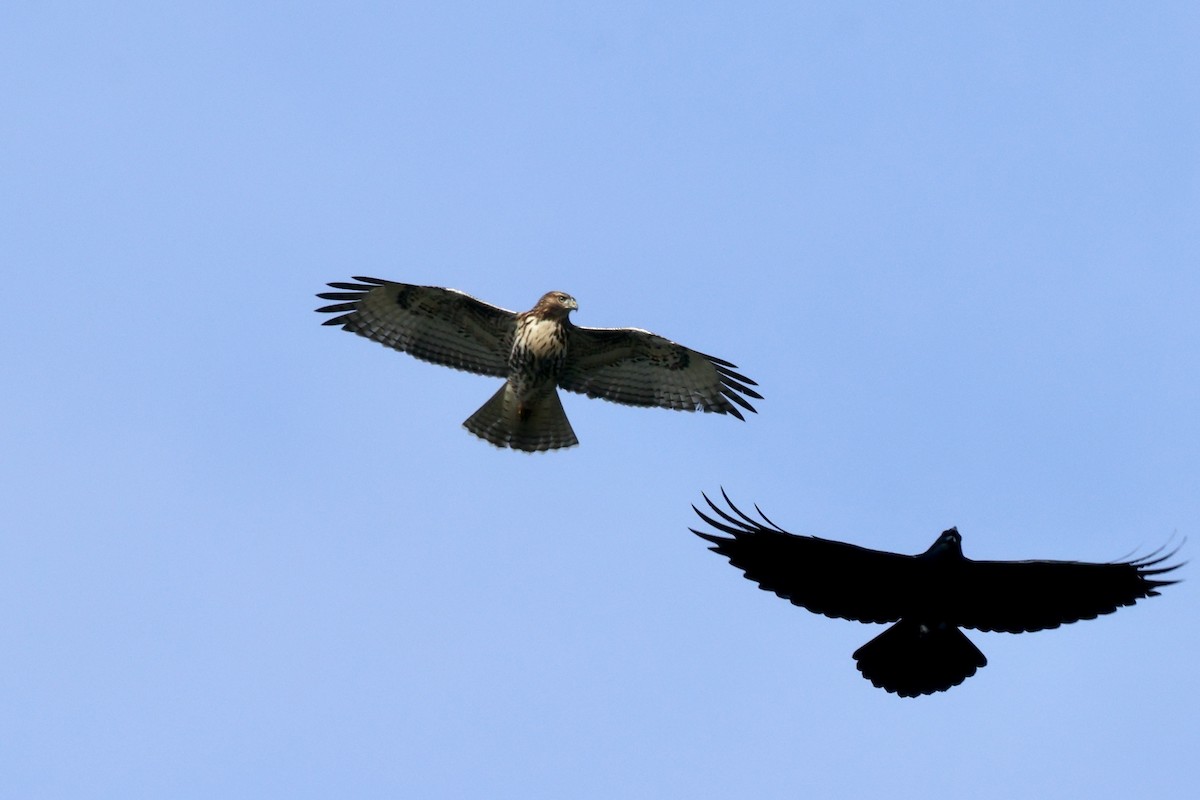 Red-tailed Hawk - ML624026898