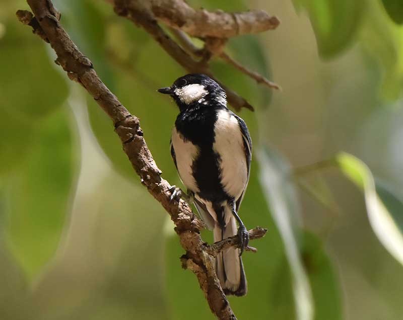 Cinereous Tit - ML624026900