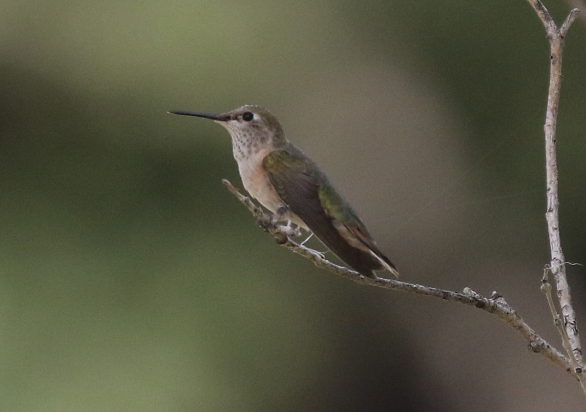 Broad-tailed Hummingbird - ML624026901