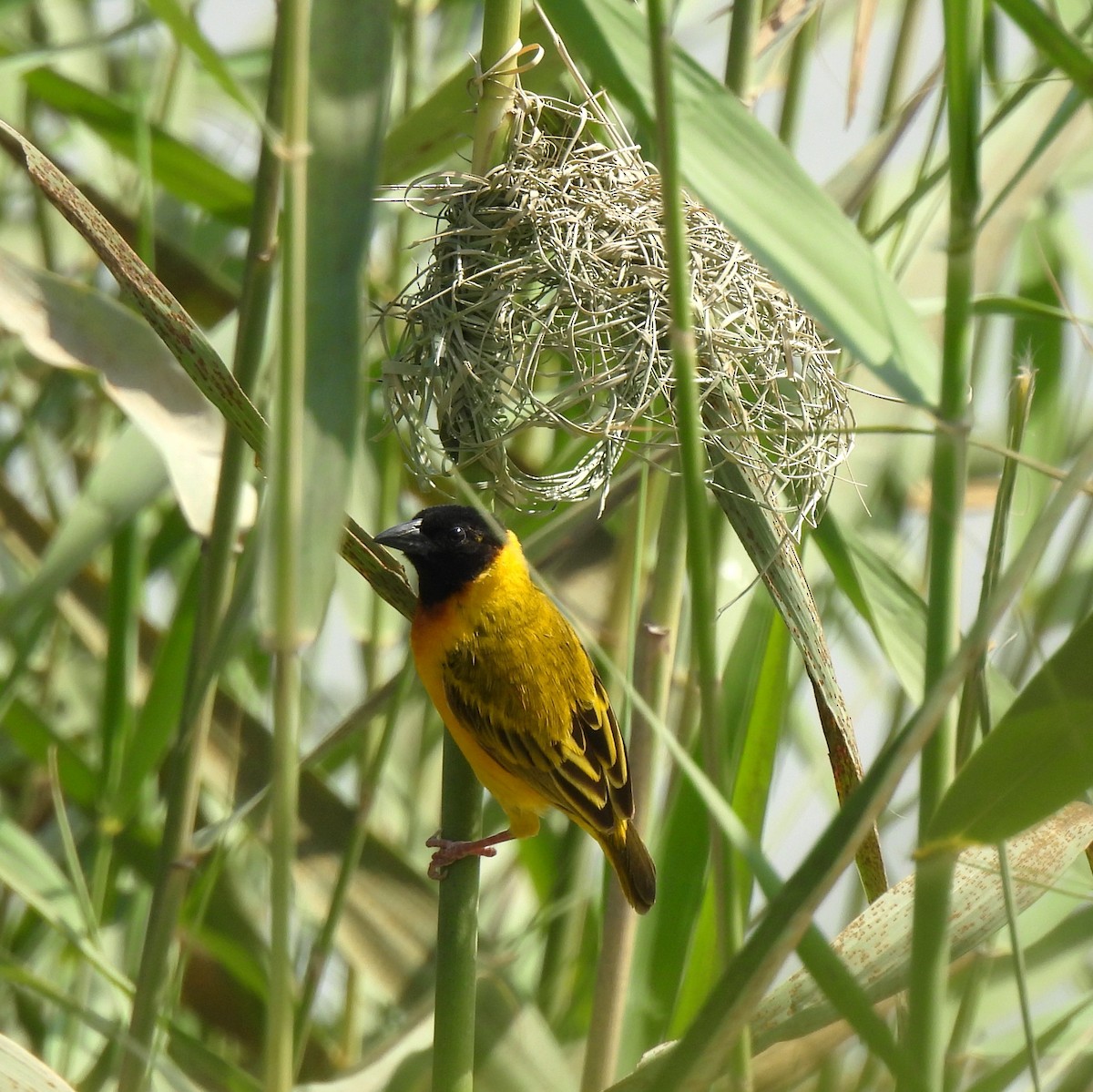 Black-headed Weaver - ML624026921