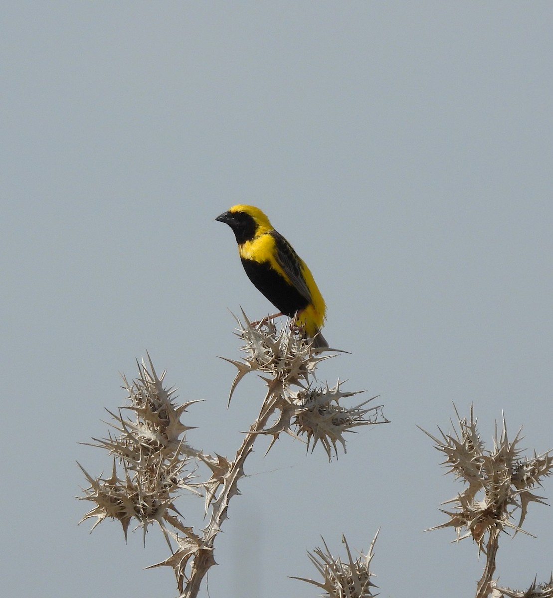 Yellow-crowned Bishop - ML624026926
