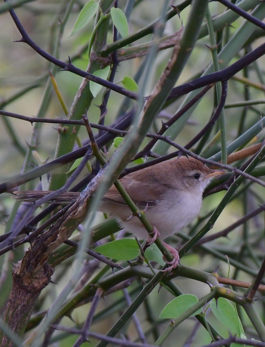 Rufous-fronted Prinia - ML624026929