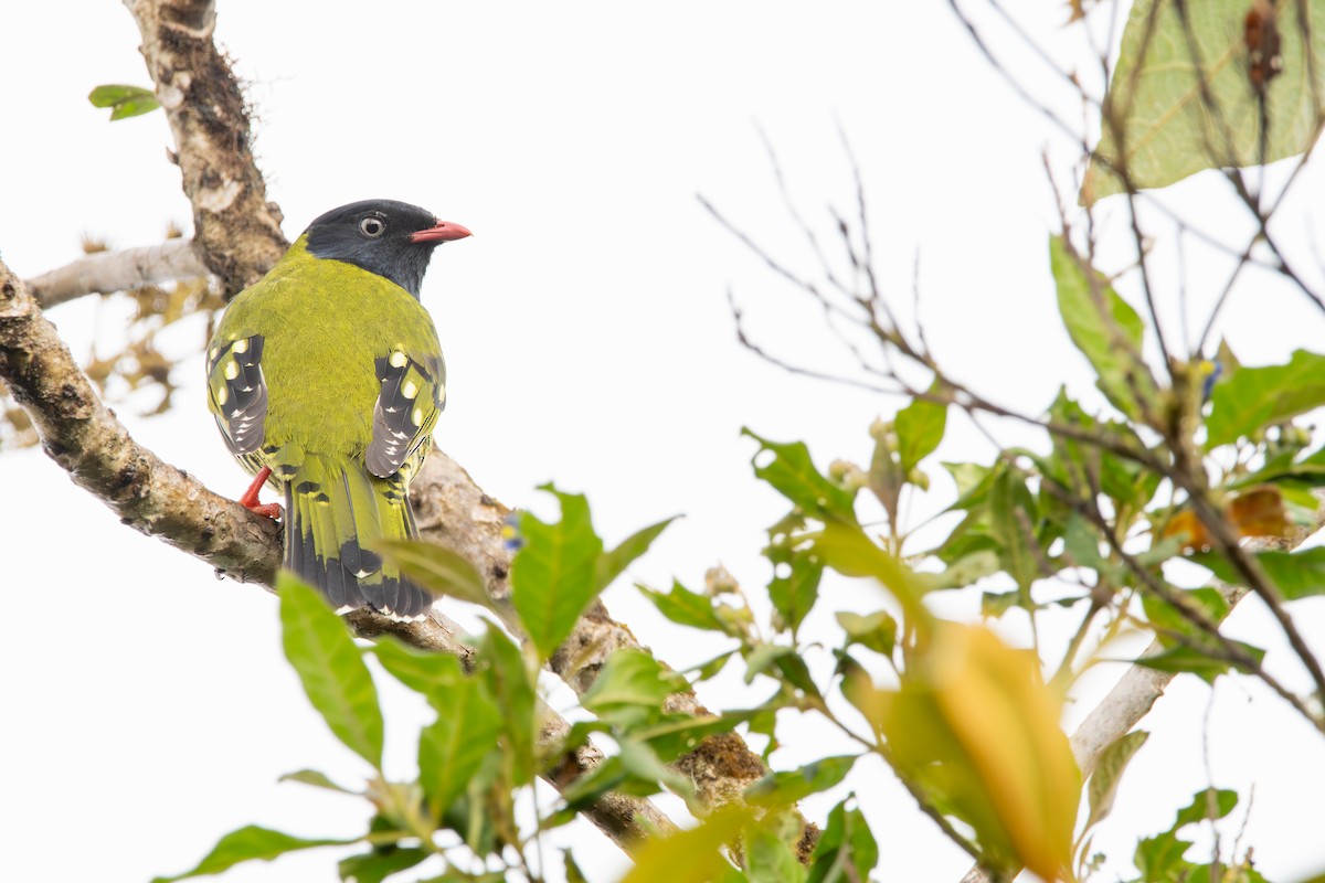 Green-and-black Fruiteater - ML624026931