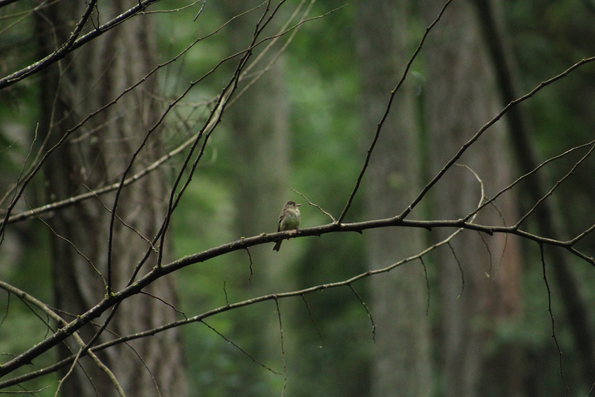 Western Flycatcher - ML624026933