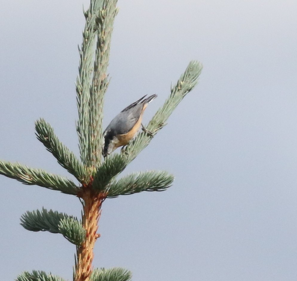 Red-breasted Nuthatch - ML624026934