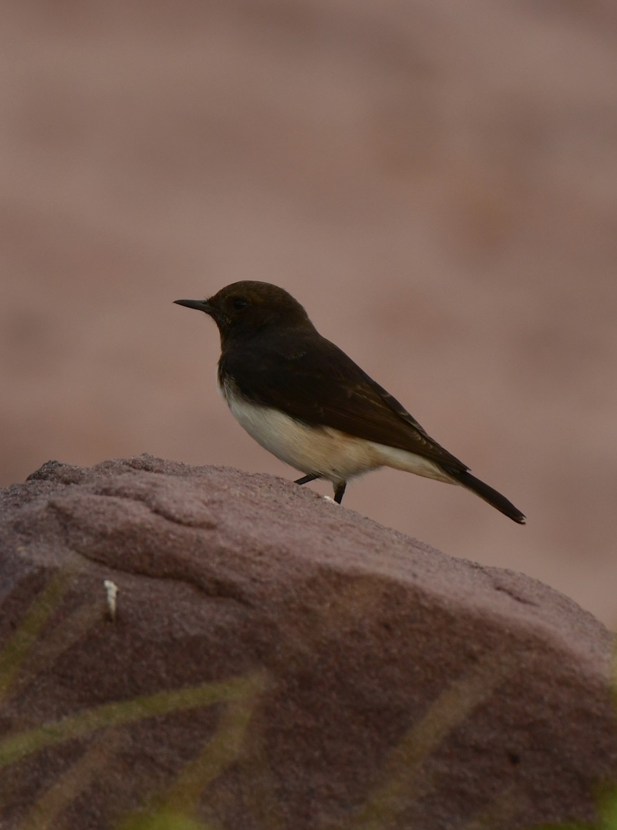 Variable Wheatear - ML624026938