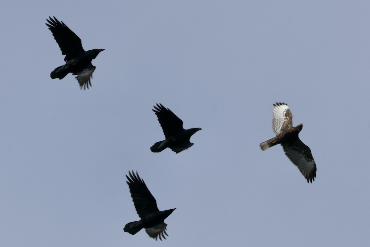 Red-tailed Hawk - ML624026941