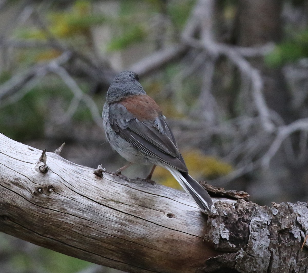 Dark-eyed Junco - ML624026942