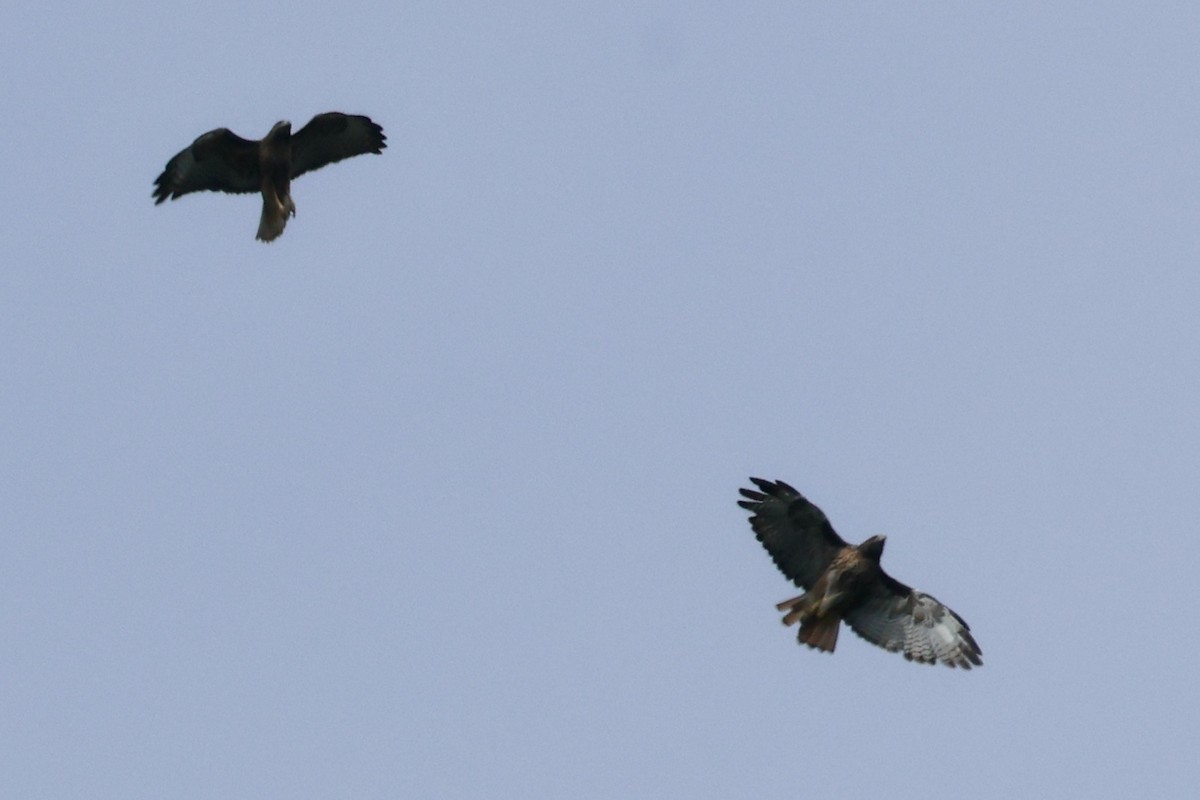 Red-tailed Hawk - ML624026943