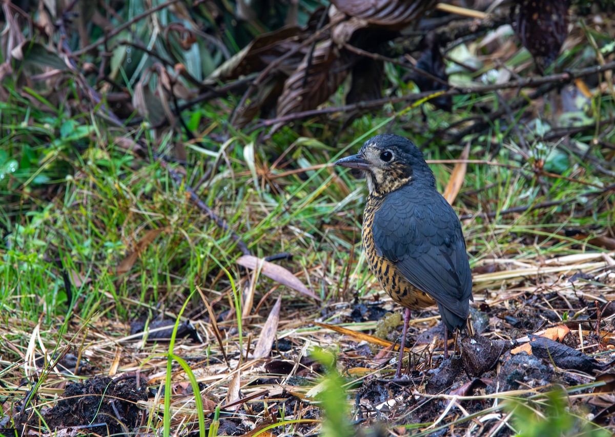 Undulated Antpitta - ML624026944