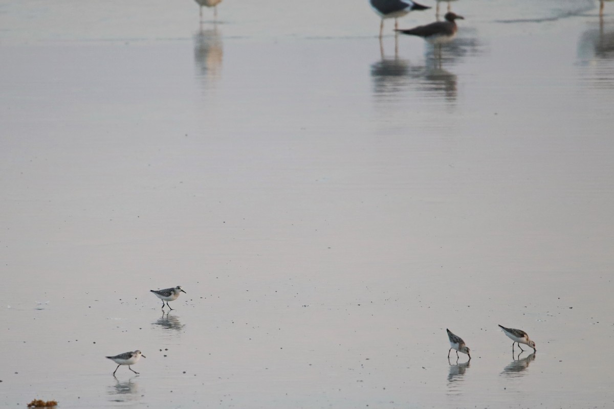 Sanderling - Rik Vetter