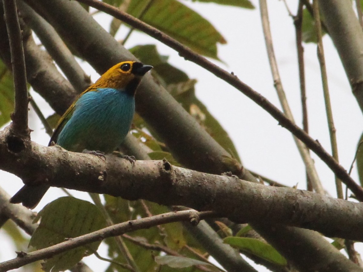 Gilt-edged Tanager - ML624026947