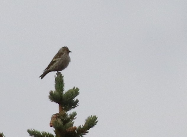 Pine Siskin - ML624026948