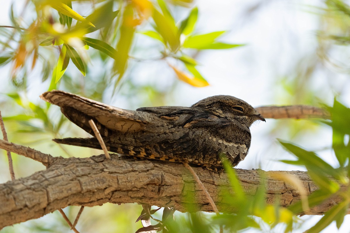 Eurasian Nightjar - ML624026951