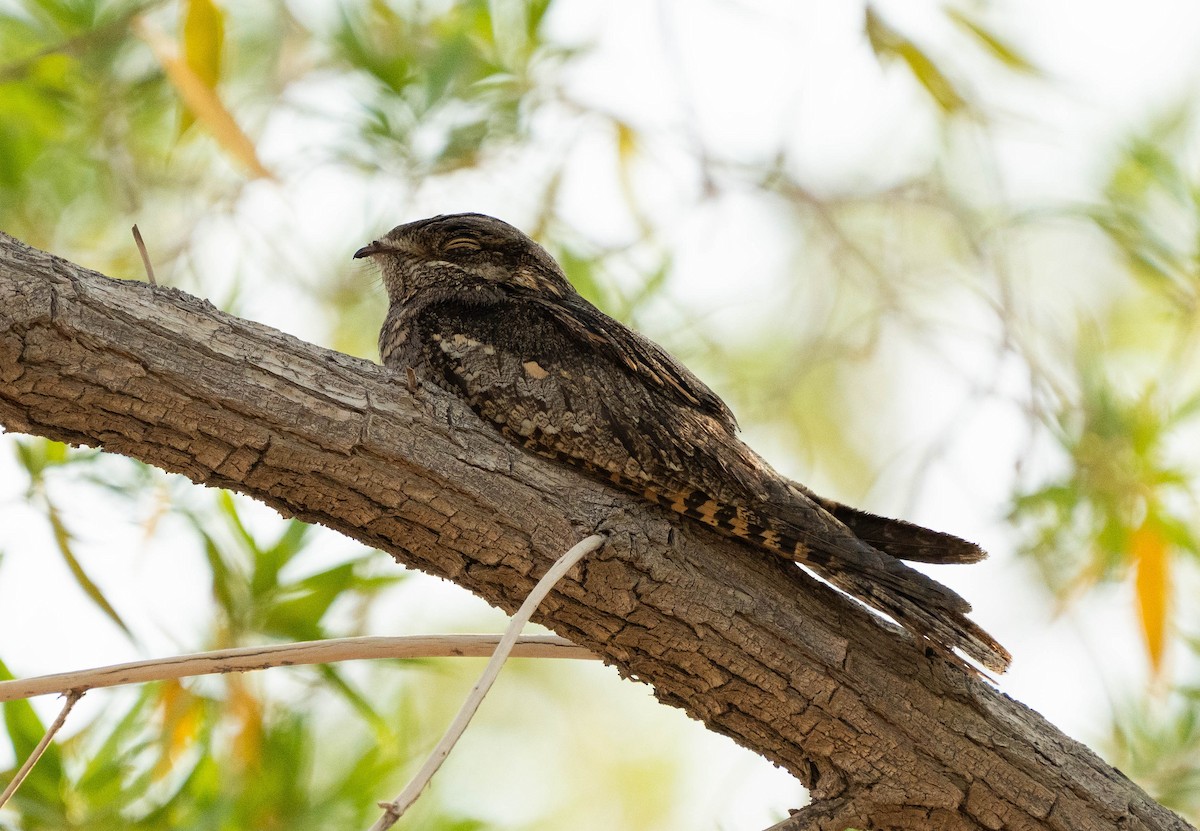 Eurasian Nightjar - ML624026953