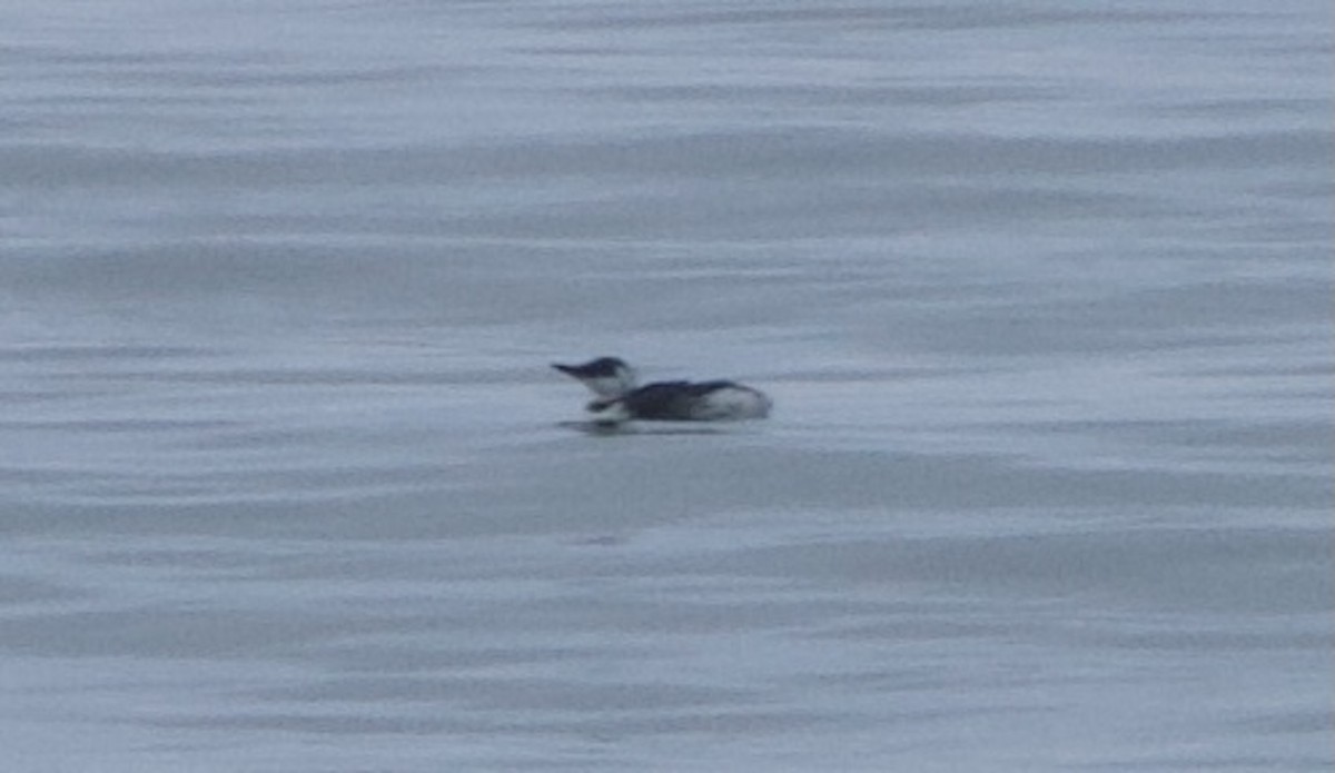 Common Murre - ML624026957