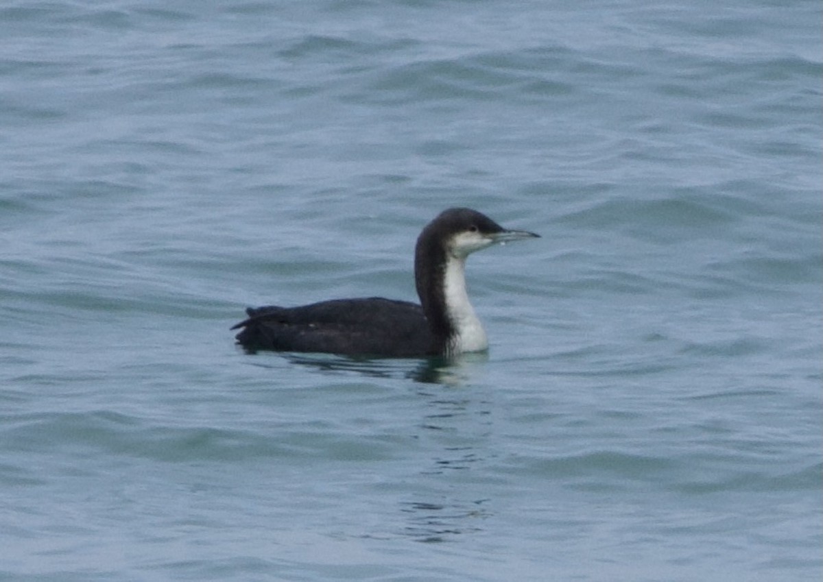 Pacific Loon - ML624026959