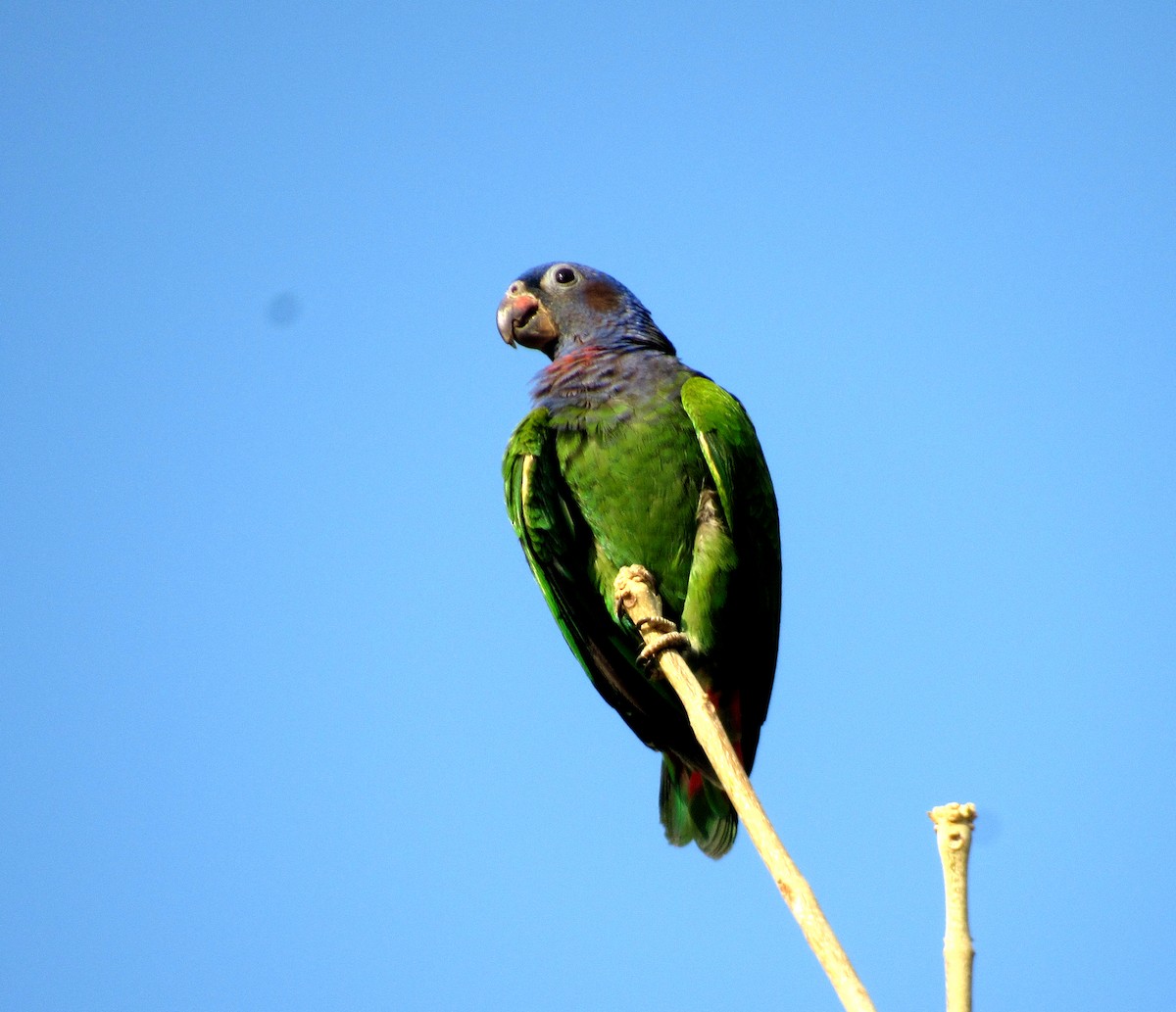 blåhodepapegøye (menstruus/rubrigularis) - ML624026961