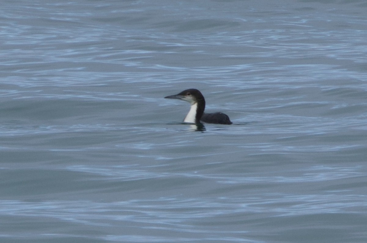 Pacific Loon - ML624026962