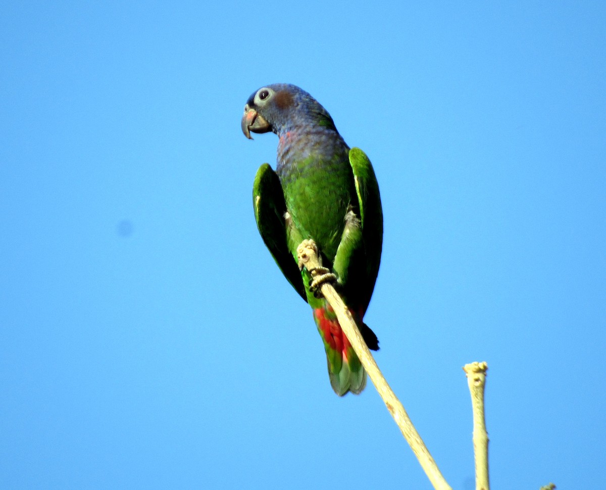 blåhodepapegøye (menstruus/rubrigularis) - ML624026965