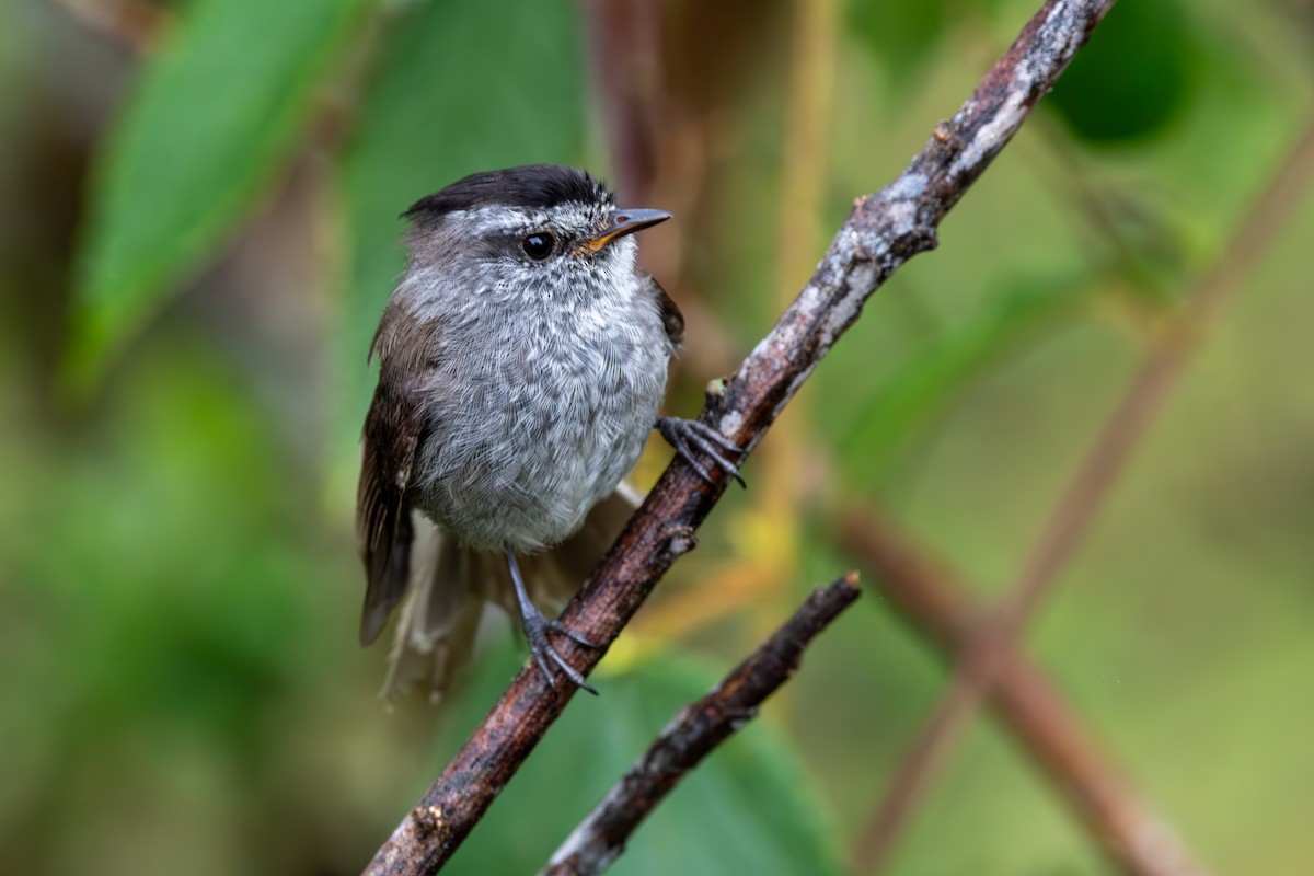 Unstreaked Tit-Tyrant - ML624026966