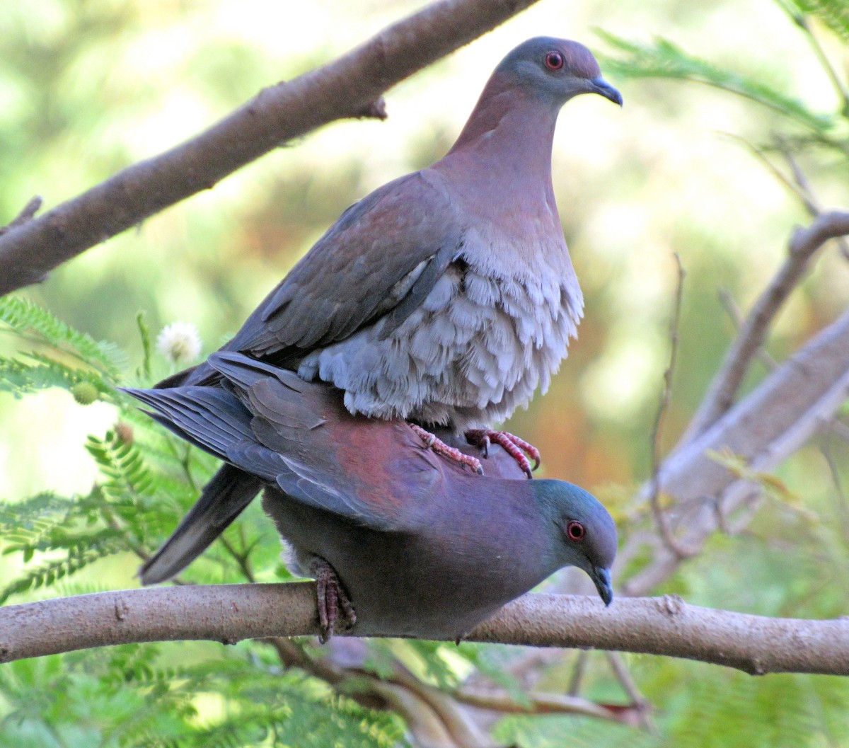 Pale-vented Pigeon - ML624026970