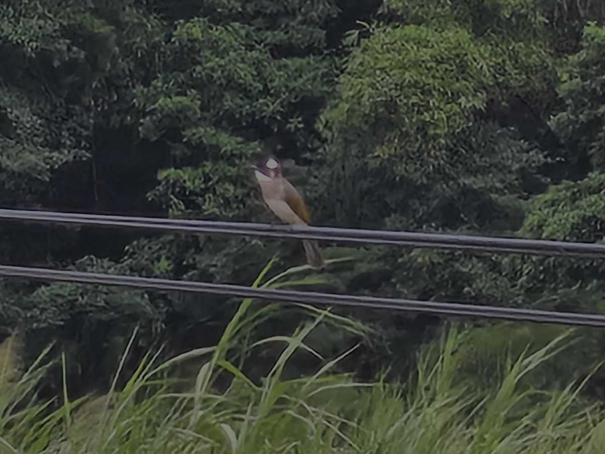 Light-vented Bulbul - ML624026977