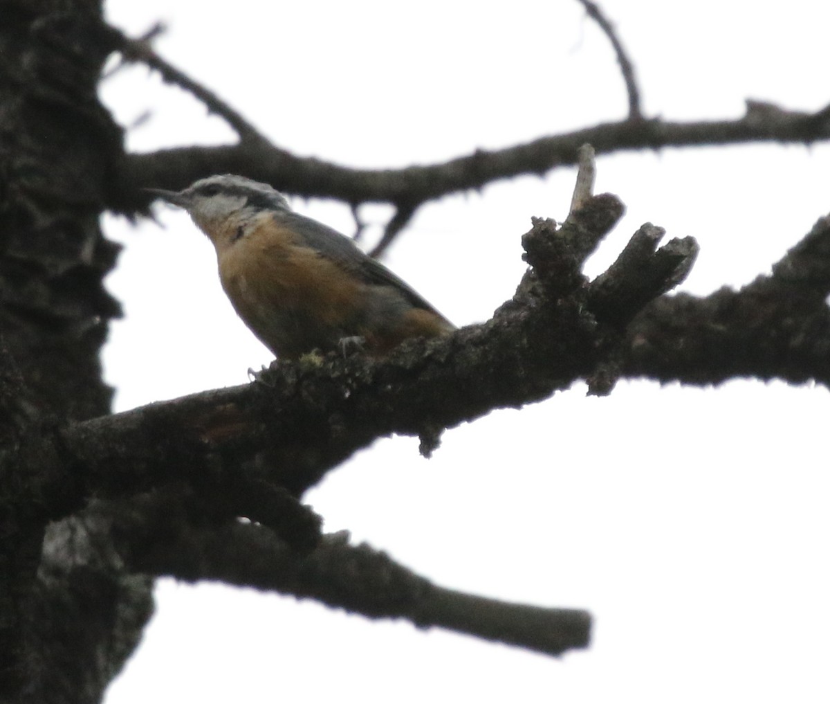 Red-breasted Nuthatch - ML624026983